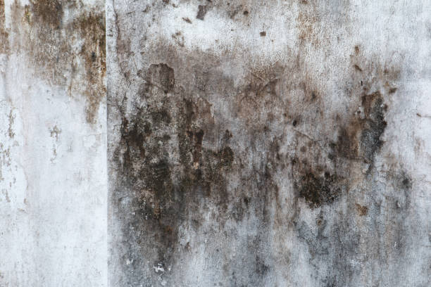 Best Basement Mold Removal  in Rden City, GA