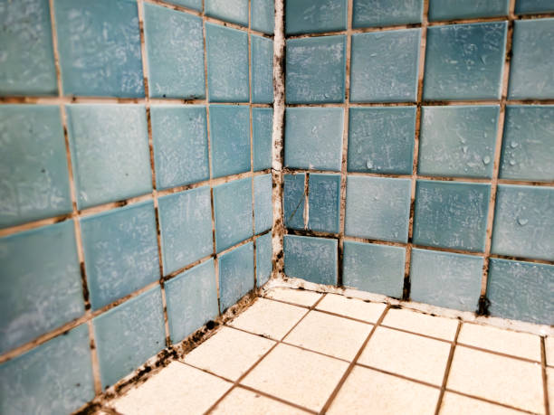 Best Mold Prevention Services  in Rden City, GA