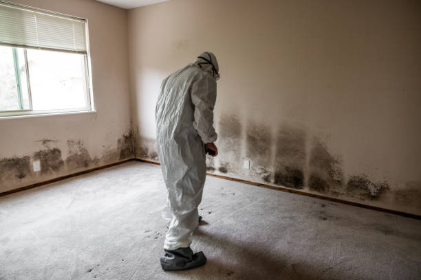 Best Mold Odor Removal Services  in Rden City, GA